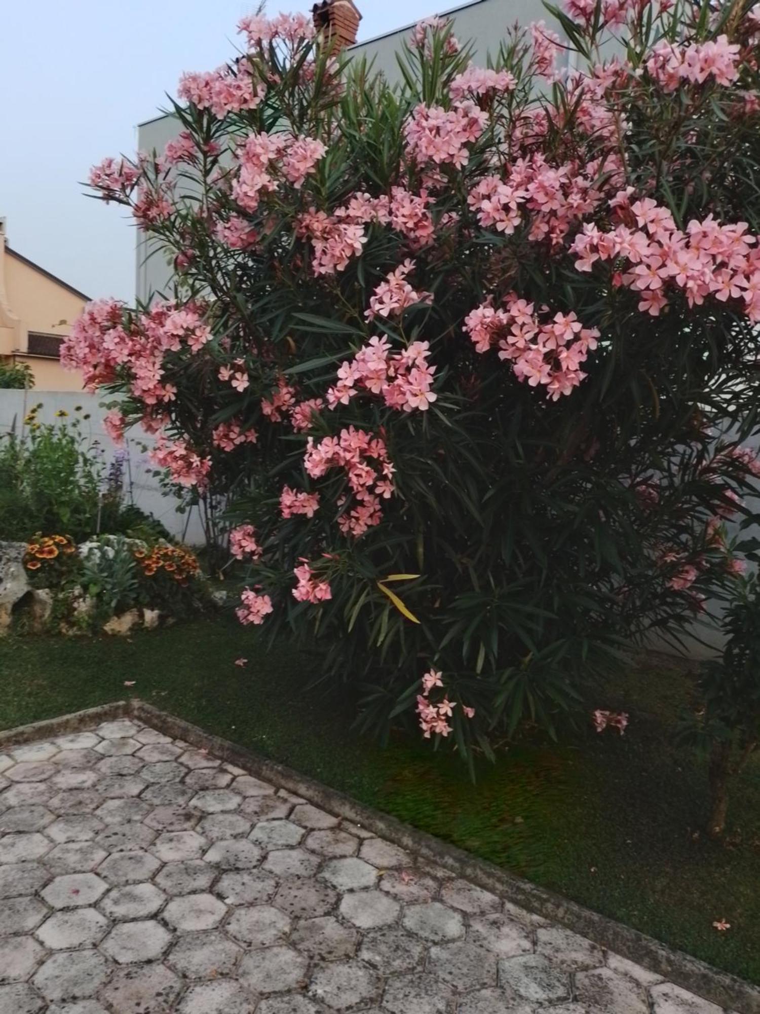 Apartman Olga Umag Exterior photo